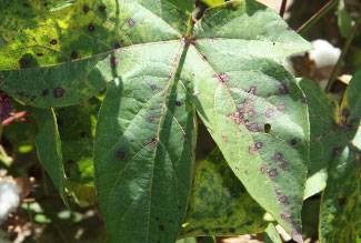 Alternaria macrospora