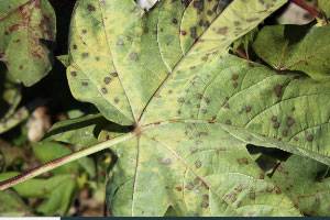 Alternaria macrospora