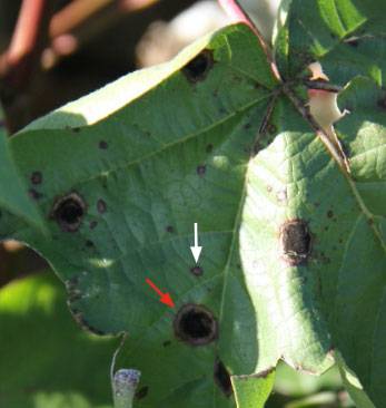 Alternaria macrospora