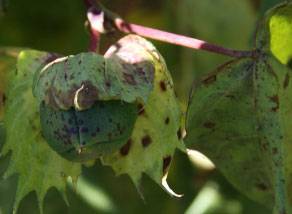 Alternaria macrospora