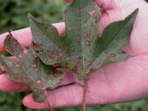 Alternaria macrospora
