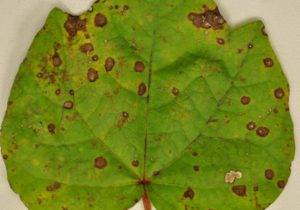 Cercospora Gossypina
