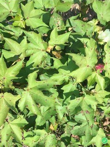 Cercospora Gossypina