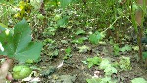 Corynespora Cassiicola