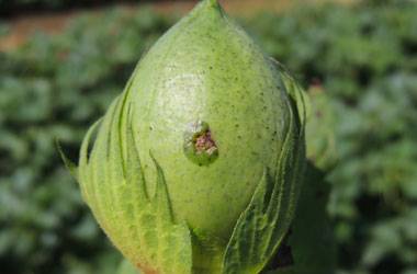 Xanthomonas axonopodies pv. Malvacearum