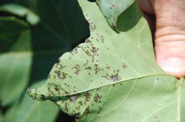 Xanthomonas axonopodies pv. Malvacearum