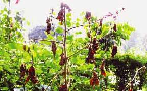 Collectotrichum Capsici