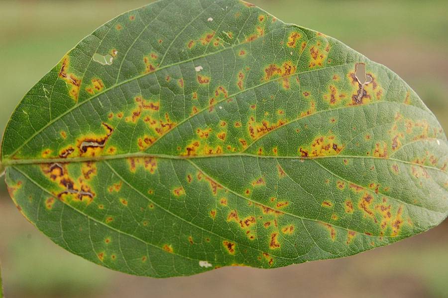 Pseudomonas Syringae