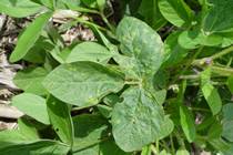 Pseudomonas Syringae
