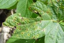 Pseudomonas Syringae