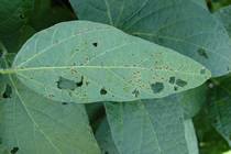 Xanthomonas campestris pv. glycines
