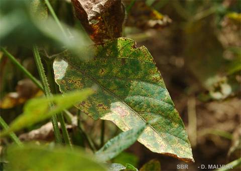 Phakopsora pachyrhizi