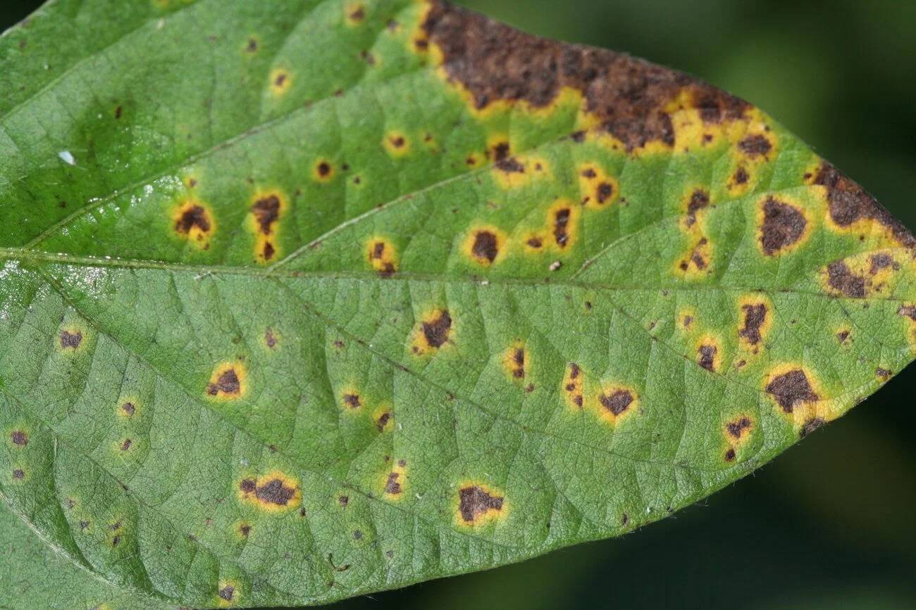 Septoria glycines