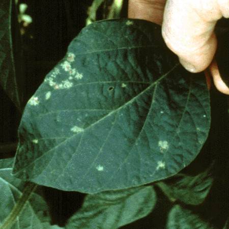 Peronospora manshurica