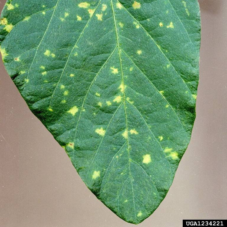 Peronospora manshurica