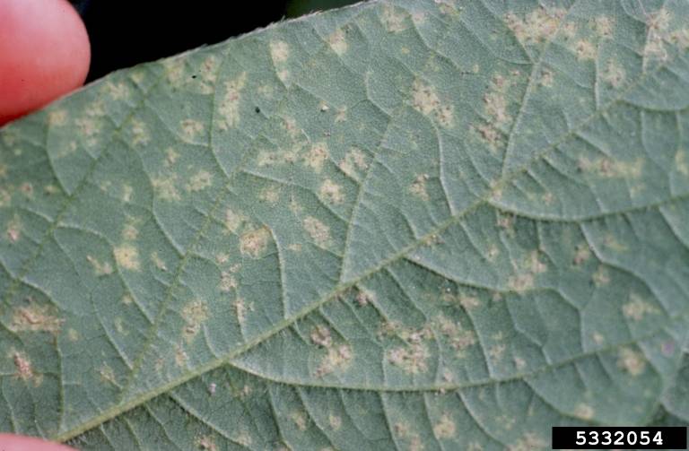 Peronospora manshurica