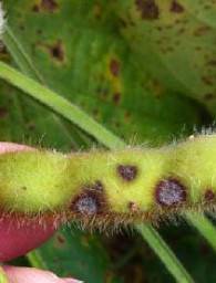 Cercospora sojina