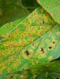 Cercospora sojina