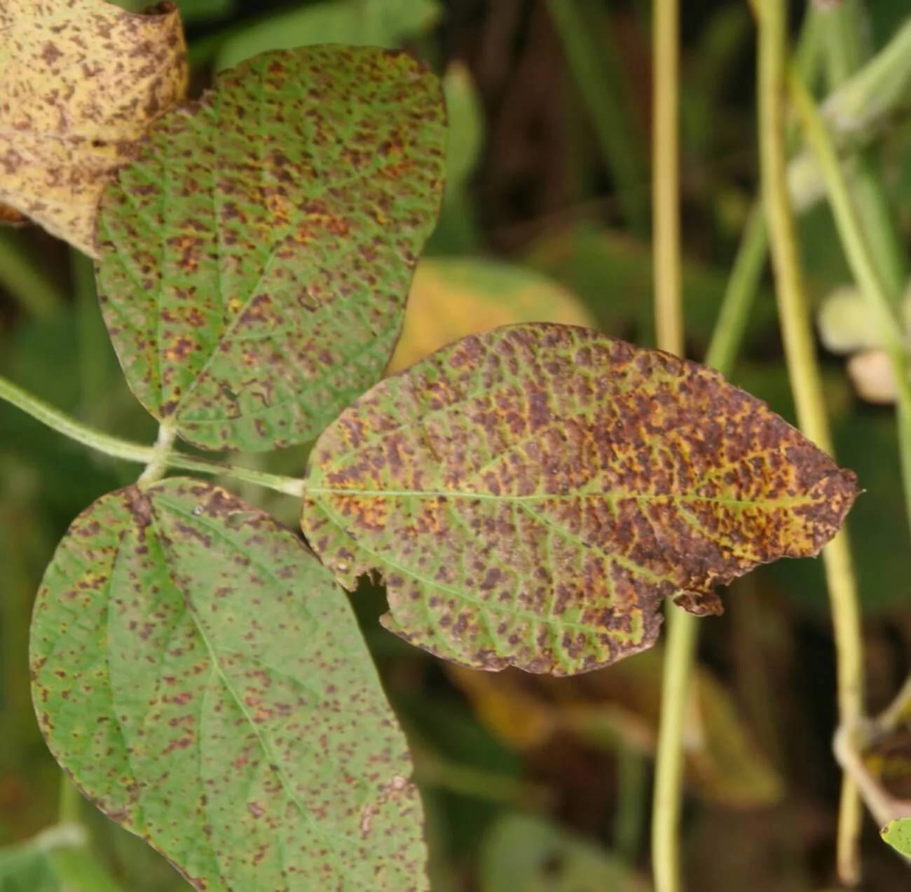 Cercospora kikuchii