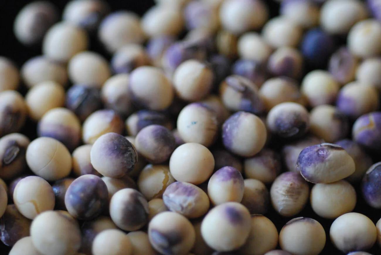 Cercospora kikuchii