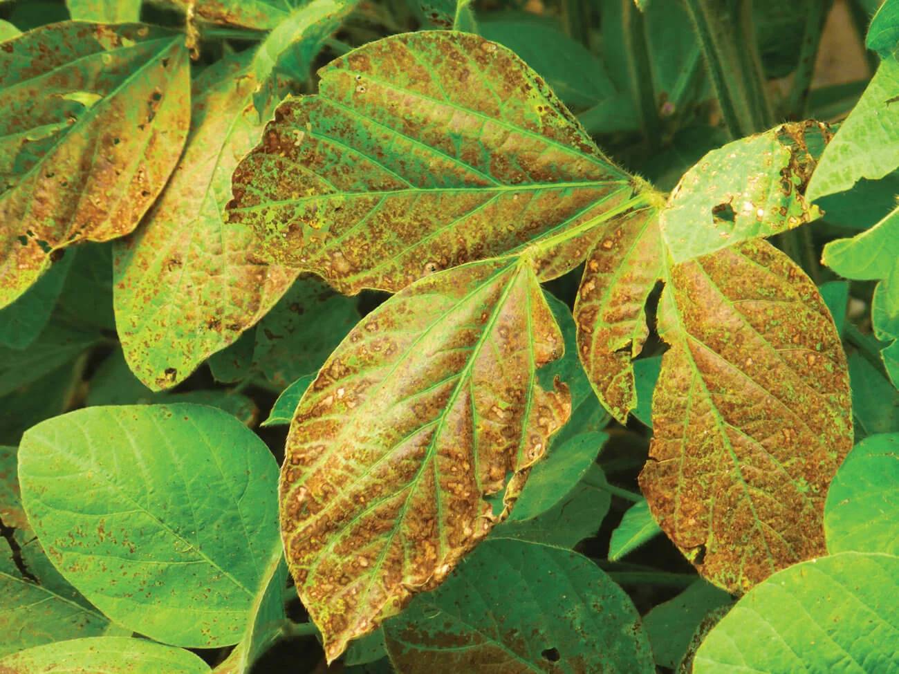 Cercospora kikuchii