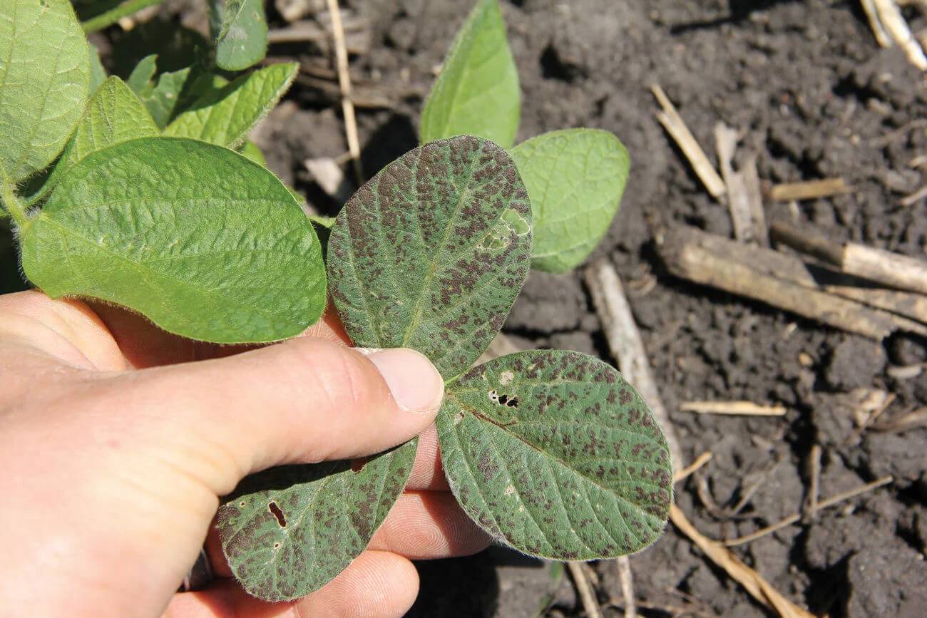 Cercospora kikuchii