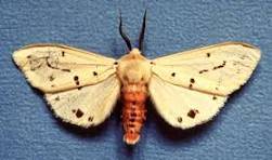 Spilosoma obliqua