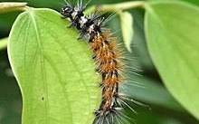 Spilosoma obliqua