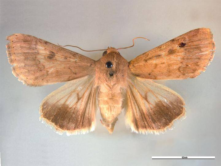 Helicoverpa Armigera