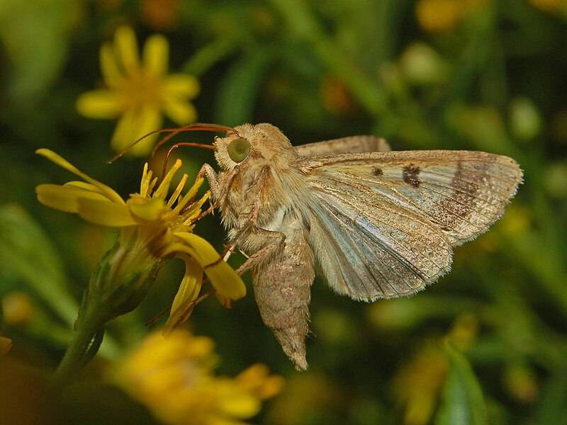 Helicoverpa Armigera