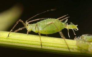 Aphis spp.