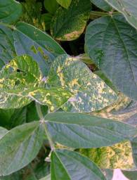 Aphis spp.
