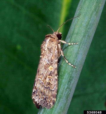 Spodoptera litura