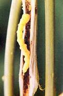 Oberea brevis