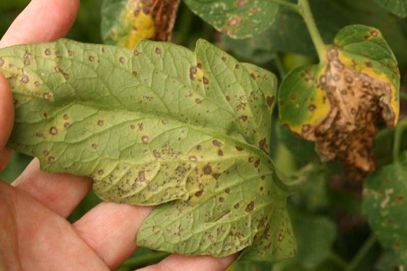 Septoria Lycopersici