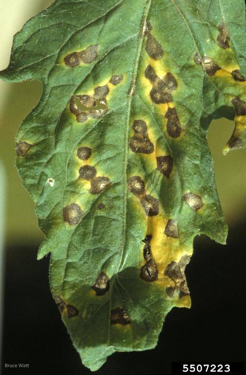 Septoria Lycopersici