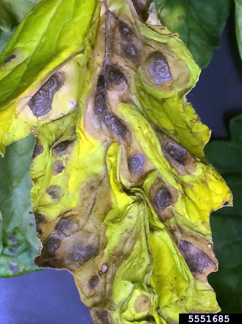 Alternaria Solani