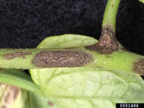 Alternaria Solani