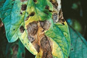 Alternaria Solani
