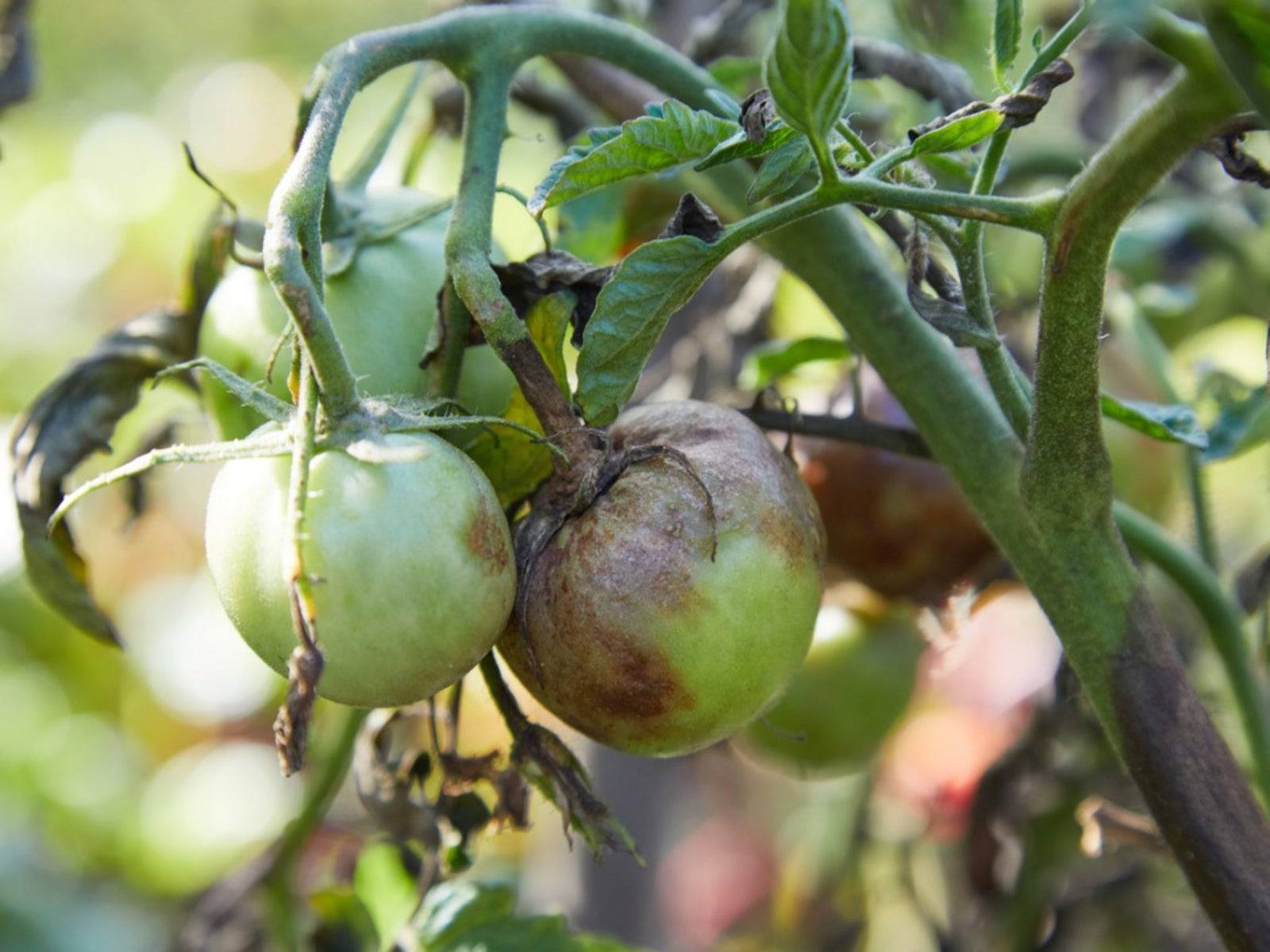 Phytophthora Infestans