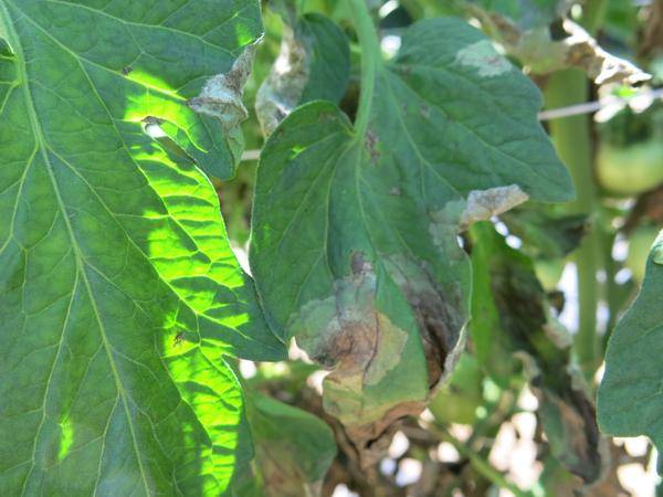 Phytophthora Infestans