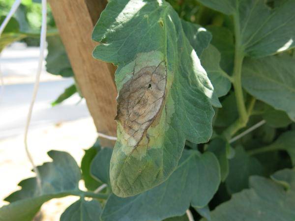 Phytophthora Infestans