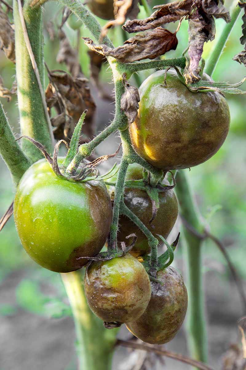Phytophthora Infestans