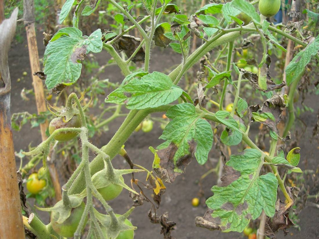 Phytophthora Infestans