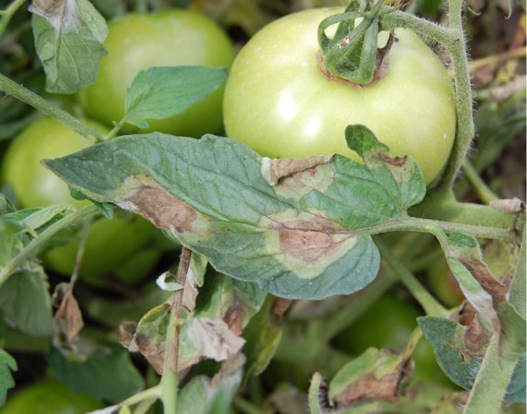 Phytophthora Infestans