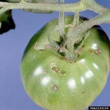 Xanthomonas Campestris pv