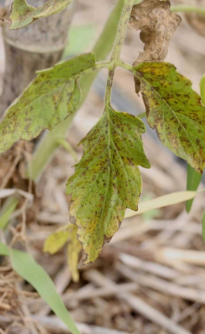 Xanthomonas Campestris pv