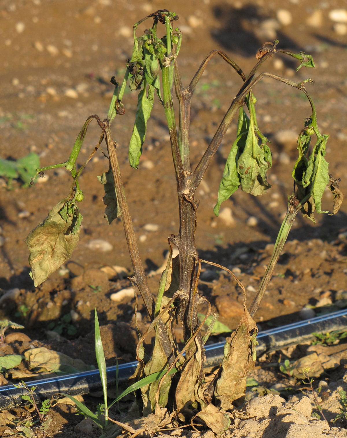Phytopthora Capsici