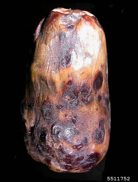 Phomopsis vexans