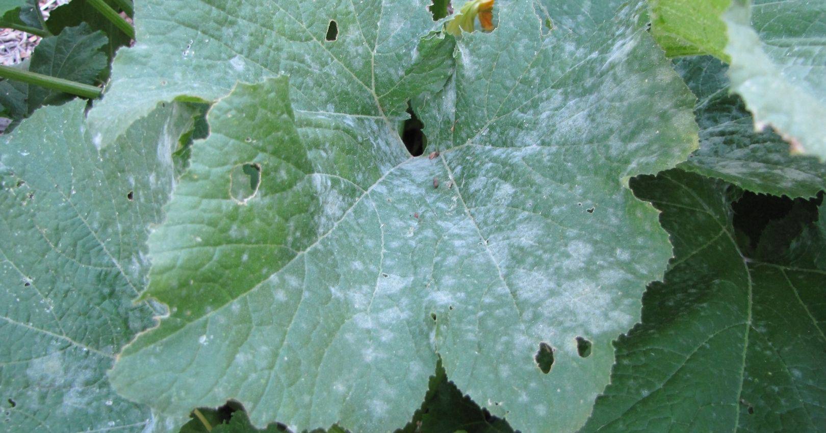 Sphaerotheca fuliginea